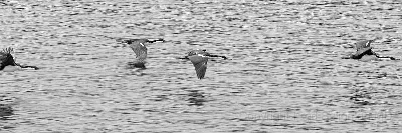 20071217 131056 D2X (207) 4200x1400.jpg - Birds in Flight, Laguna San Rafael